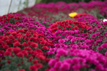 Obraz premium Хризантема