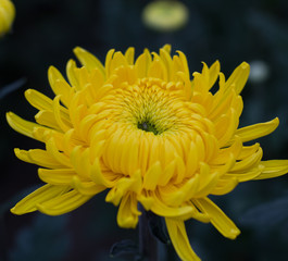 Хризантема