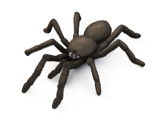 Spider isolated on white background. 3d.