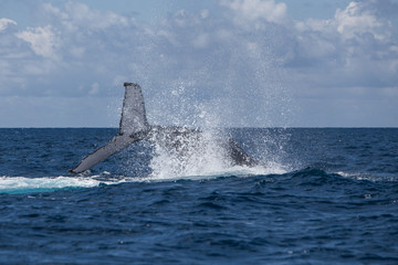 Fototapeta premium Humpback Whale Slapping Tail on Surface of Ocean