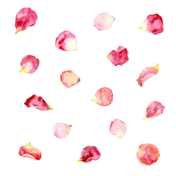 Watercolor painting. Pink and red rose petals.