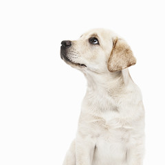 Obedient pedigree pale golden Labrador puppy sitting looking up