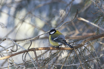 Great tit in woods