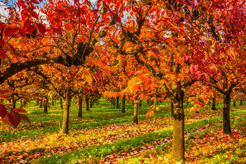 Naklejka premium persimmon trees in regular files