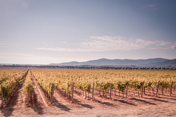 Weinreben