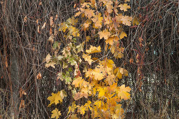 Creepers and yellow leaves