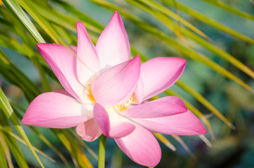 close-up lotus flower