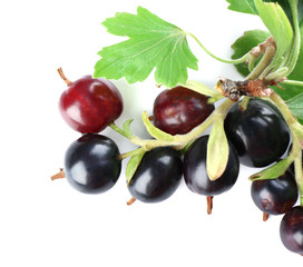 Wild black currant with green leaves isolated on white