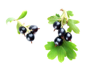 Wild black currant with green leaves isolated on white