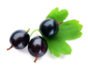 Wild black currant with green leaf isolated on white