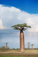 Deurstickers Baobab Baobab Alley - Madagaskar