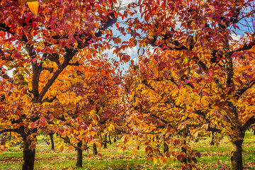 persimmon trees in regular files
