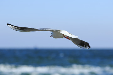 Gull flies © Vitaly Zubrytsky