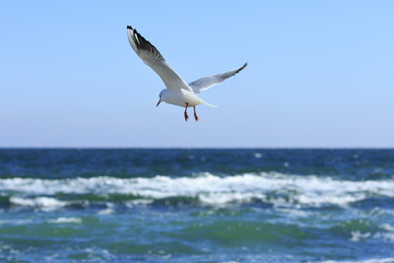 Seagull flies above the sea