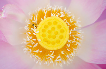 close-up lotus flower