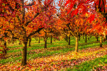 Naklejka premium persimmon trees in regular files