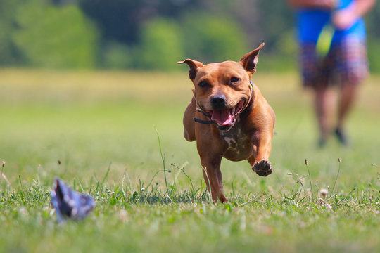 Staffordshire bull terrier running