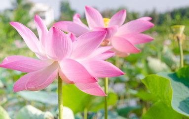 beautiful lotus flower
