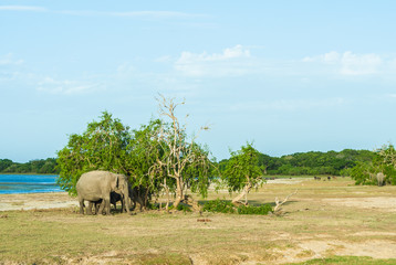 Naklejka na ściany i meble Elephant in national park