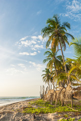 Palm on the beach, Sri Lanka