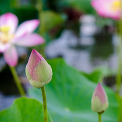 beautiful lotus flower