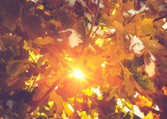Landscape autumn park. View of colorful leaves on a tree and the first snow in the sunshine.