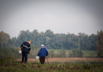 searching for mushroom