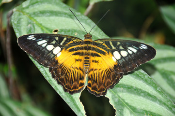 Fototapeta na wymiar Clipper butterfly