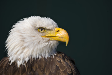 American bald eagle (Haliaeetus leucocephalus)
