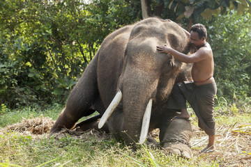 Mahout at Surin Province, Thailand