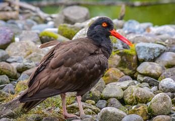 Oystercatcher