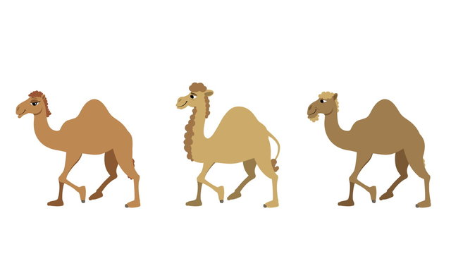 Camels Cycle / Three isolated cartoon camels walking cycle animation.