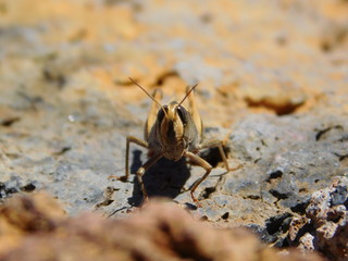 Heuschrecke auf Stein