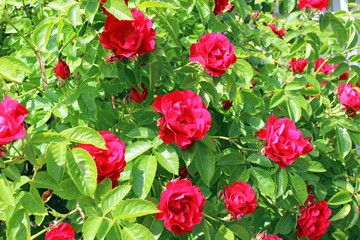 Background from the leaves and red flowers roses