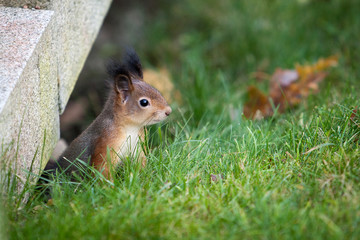 Wild animal. Red squirrel in autumn park