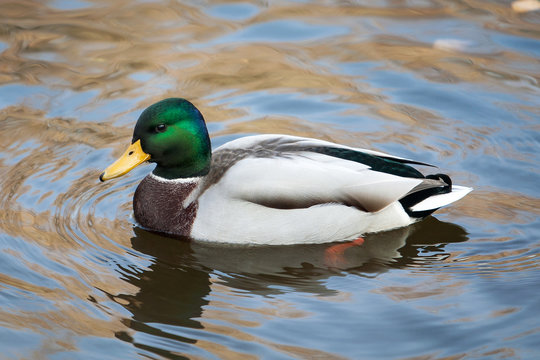 Wild bird. Swimming duck in water.