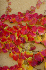 Climbing plant with red leaves in autumn on the stone wall