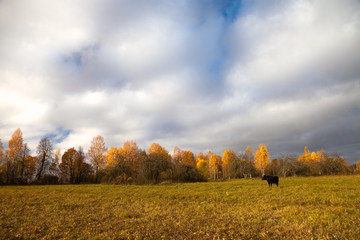 Black cow grazing in a field