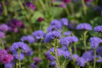 Ageratum flowers