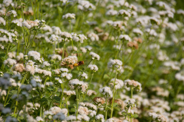 Bumblebee near ageratum flowers