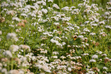 Bumblebee near ageratum flowers