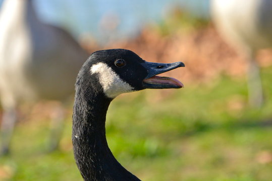 Oie bernache en col&egrave;re