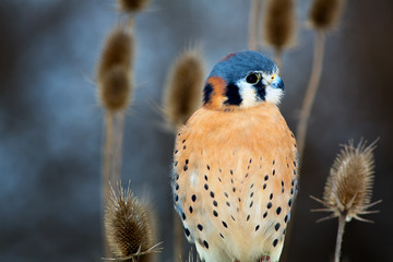 American Kestrel - Adult Male