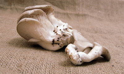 oyster mushroom