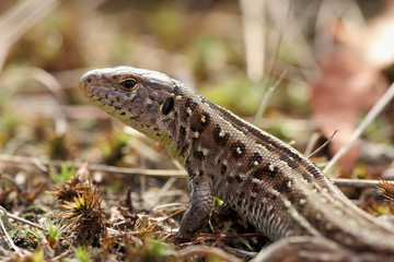 Waldeidechse - Zootoca vivipara