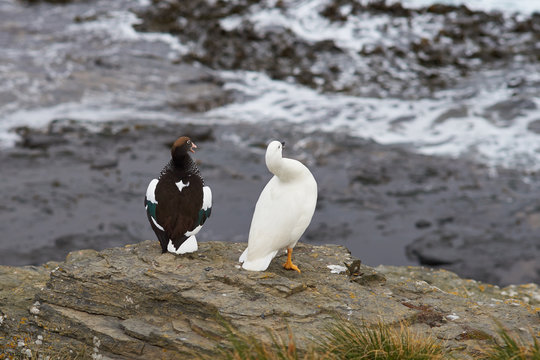 Pair of Kelp Geese (Chloephaga hybrida malvinarum) on a cliff overlooking the sea on Bleaker Island in the Falkland Islands.