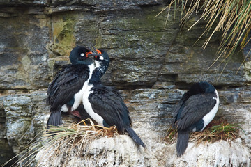 Fototapeta premium Rock Shags (Phalacrocorax magellanicus) nesting on the cliffs of Bleaker Island in the Falkland Islands 