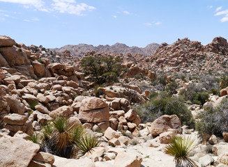 Joshua Tree National Park, California