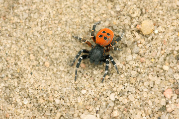Spinne - Rote Röhrenspinne -Eresus kollari