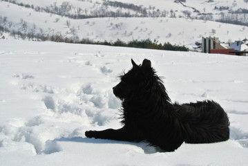 Naklejka premium Lonely black dog lying in deep snow, on a nice, crisp, sunny winter day, in the mountains.